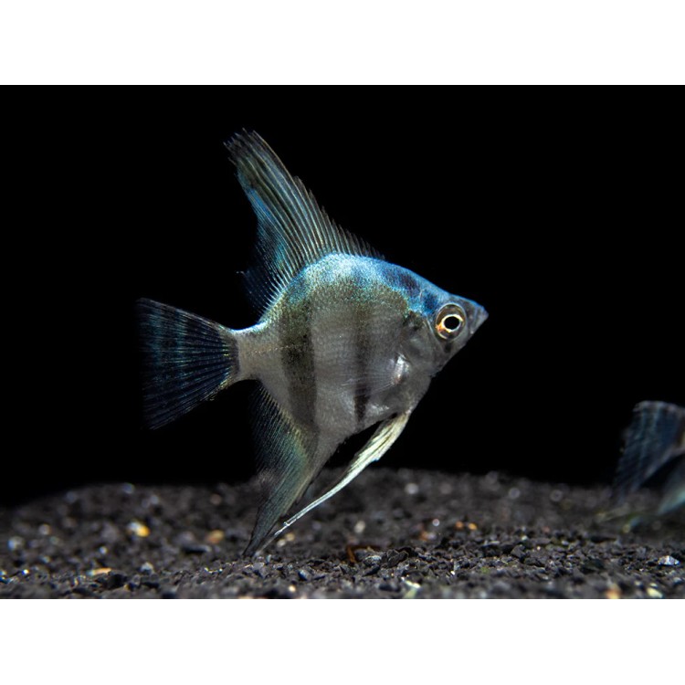 Pterophyllum scalare blue - imagine 4